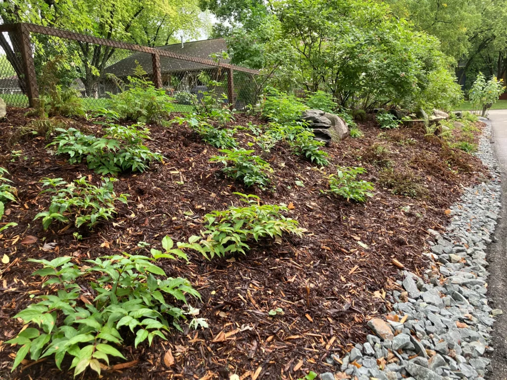 Native plant installation on a shady slope