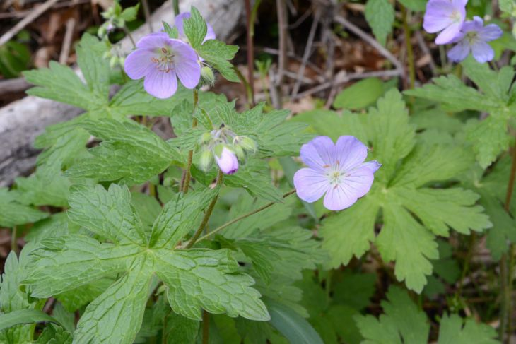 a bush containing Wild Geranium