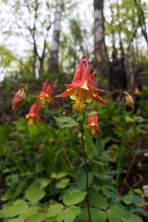 canadian columbine flowers