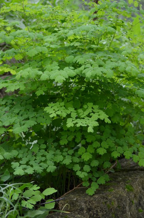 a bundle of early meadow rue, thalictrum