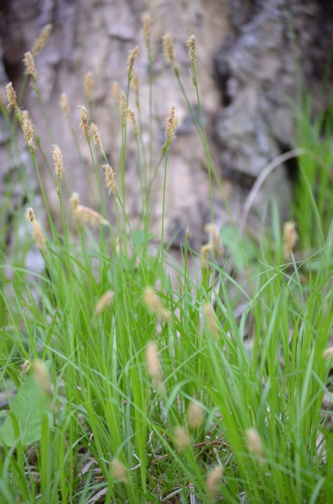 a bundle of native Pennsylvania Sedge